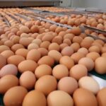 AI-Powered Egg Quality Assessment and Classification